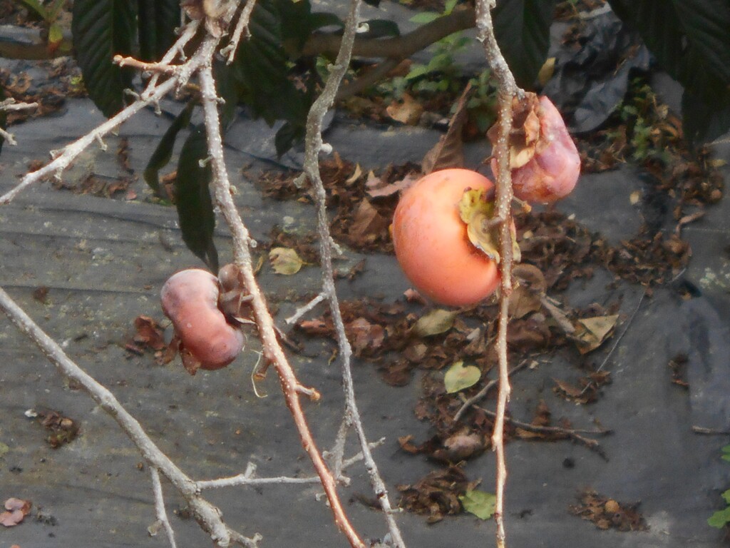 柿
