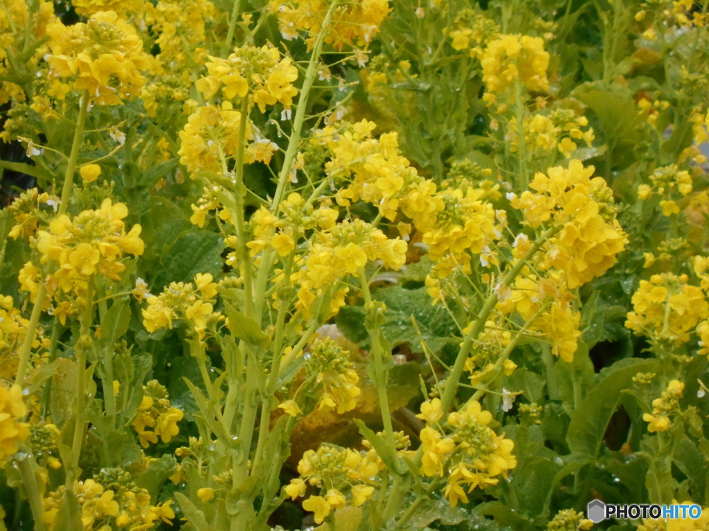 菜種の花