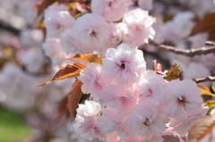 白い八重桜