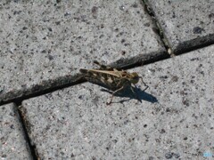 暑い中を・・・