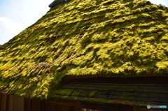 苔の屋根