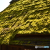 苔の屋根