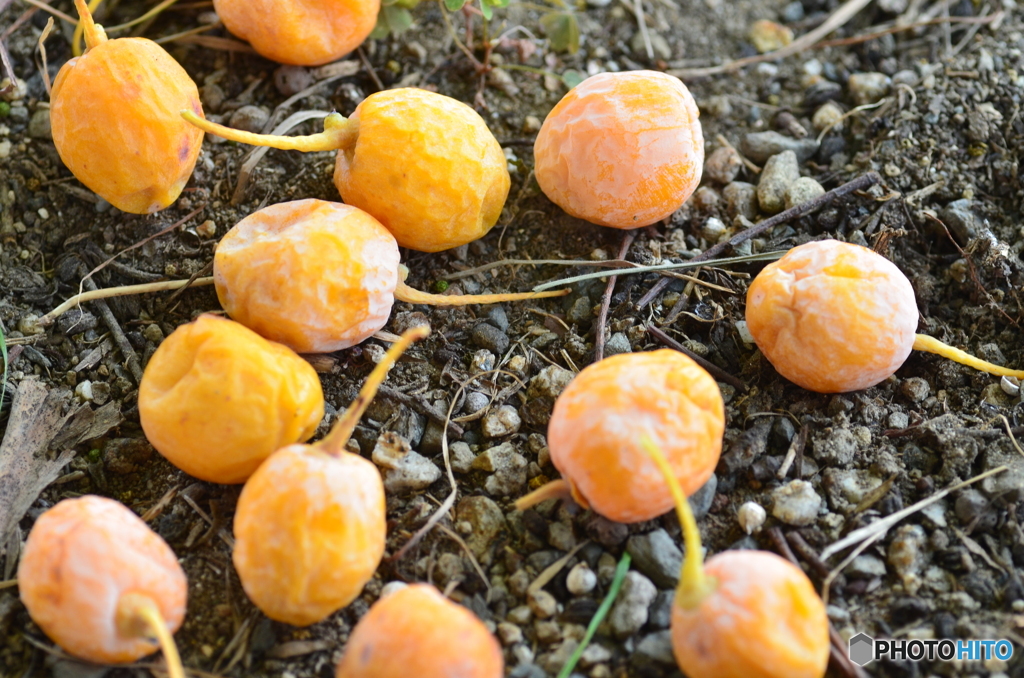 銀杏（いちょう）の実