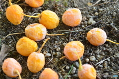 銀杏(いちょう)の実