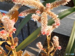 鶏頭のような！