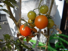 赤いミニトマト