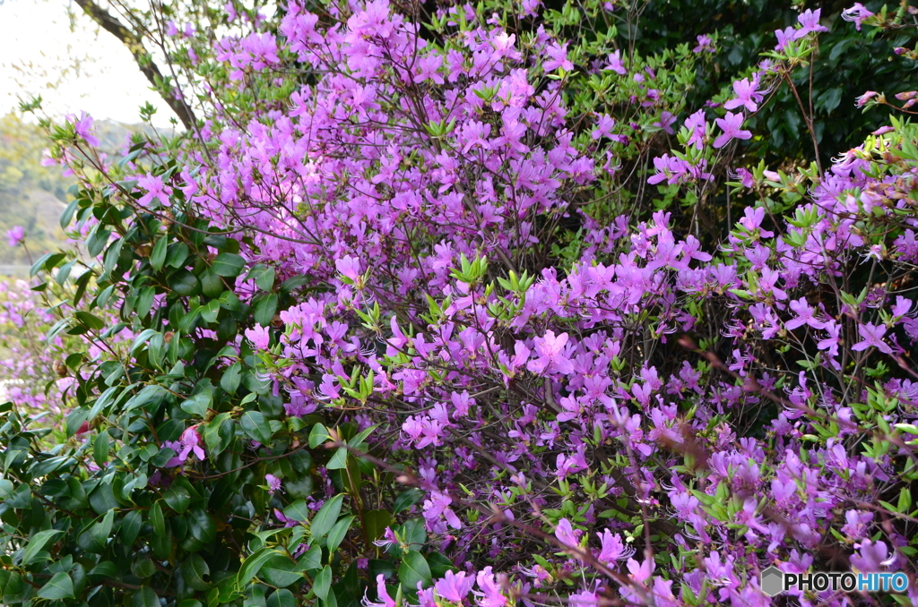 山つつじ終焉