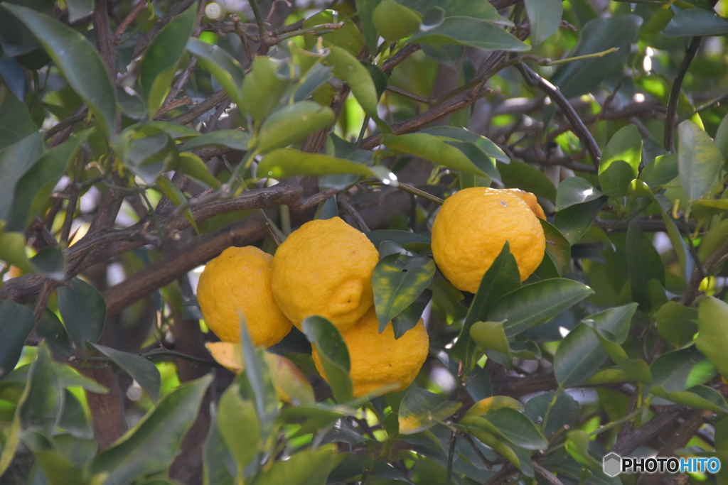 夏ミカンかな？