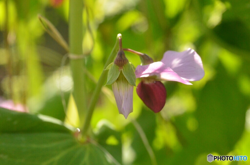 エンドウ豆の花