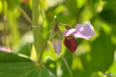 エンドウ豆の花