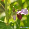 エンドウ豆の花