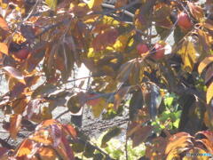 のこりものの柿