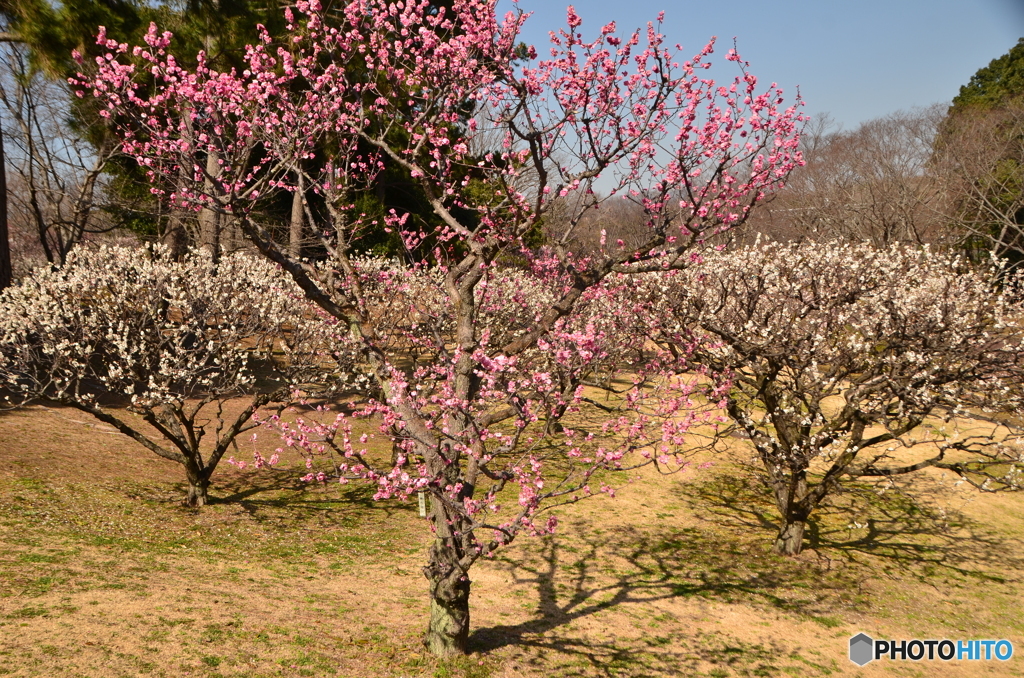 梅の花風景