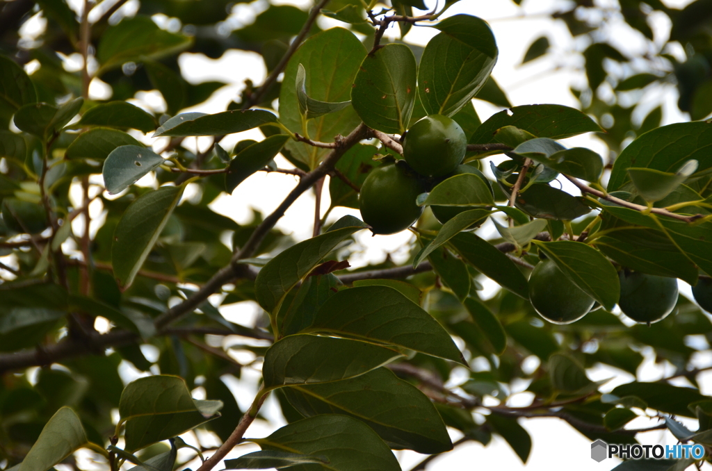 小粒な柿