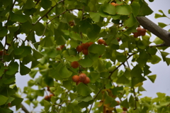 銀杏(いちょう】の実