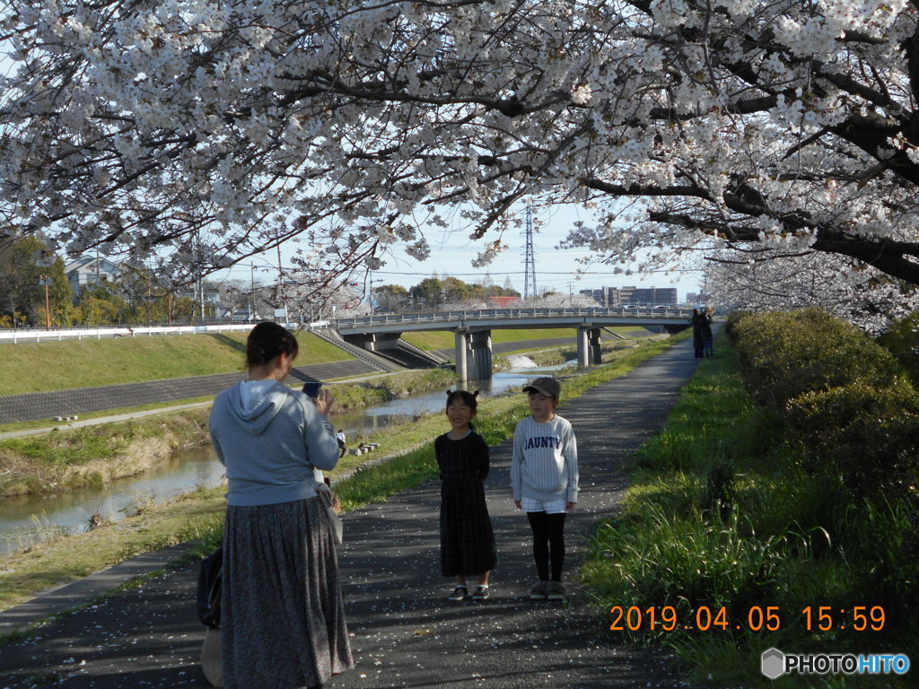 間違いました、平成桜です