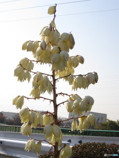 今年は花が沢山咲いてる