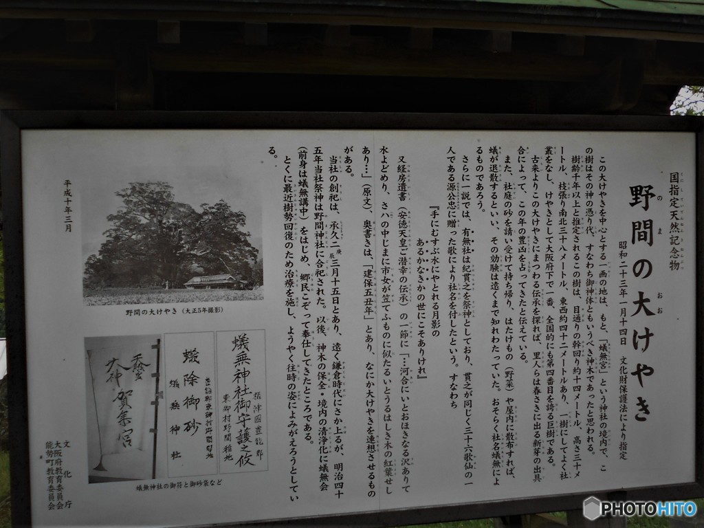 このケヤキの看板