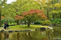 一本木の紅葉