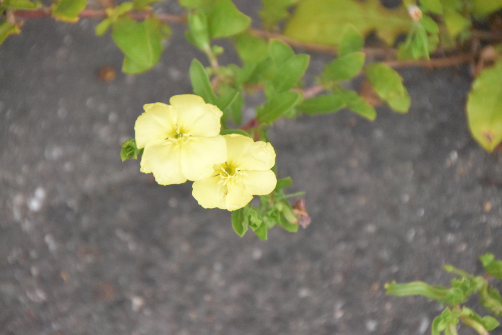 夕方の顔