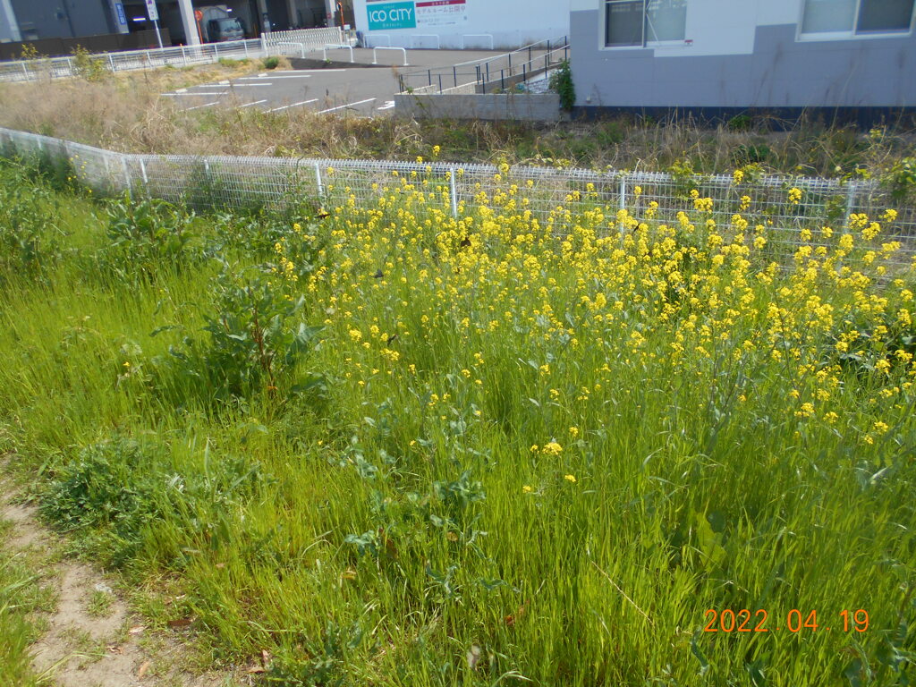 菜の花