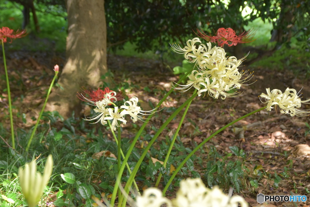 紅白彼岸花