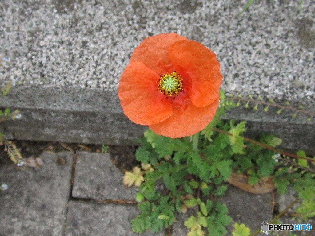 花ケシかな！