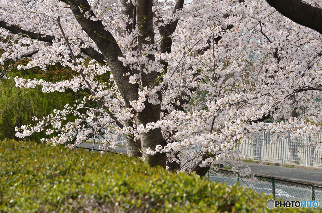 大木に桜
