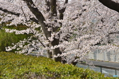 大木に桜