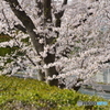 大木に桜