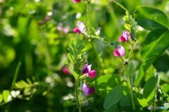 おおきくなった