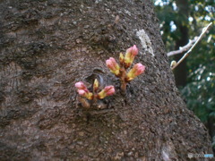桜の蕾だよ