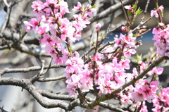 花桃？
