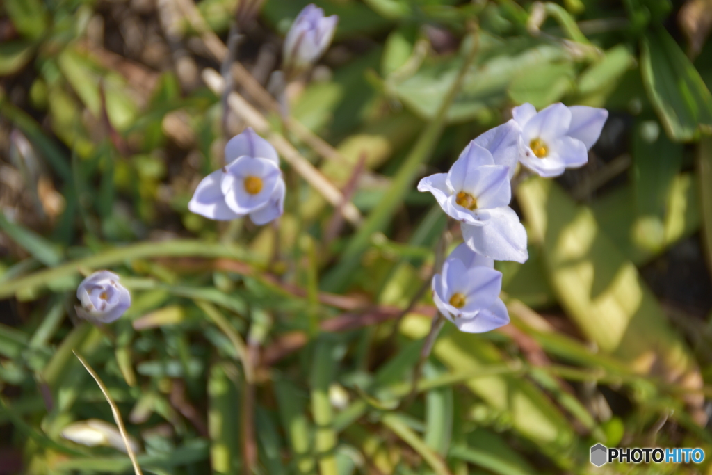 堤防に咲いた花