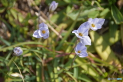 堤防に咲いた花
