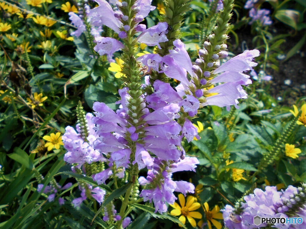 これも、散歩道にて
