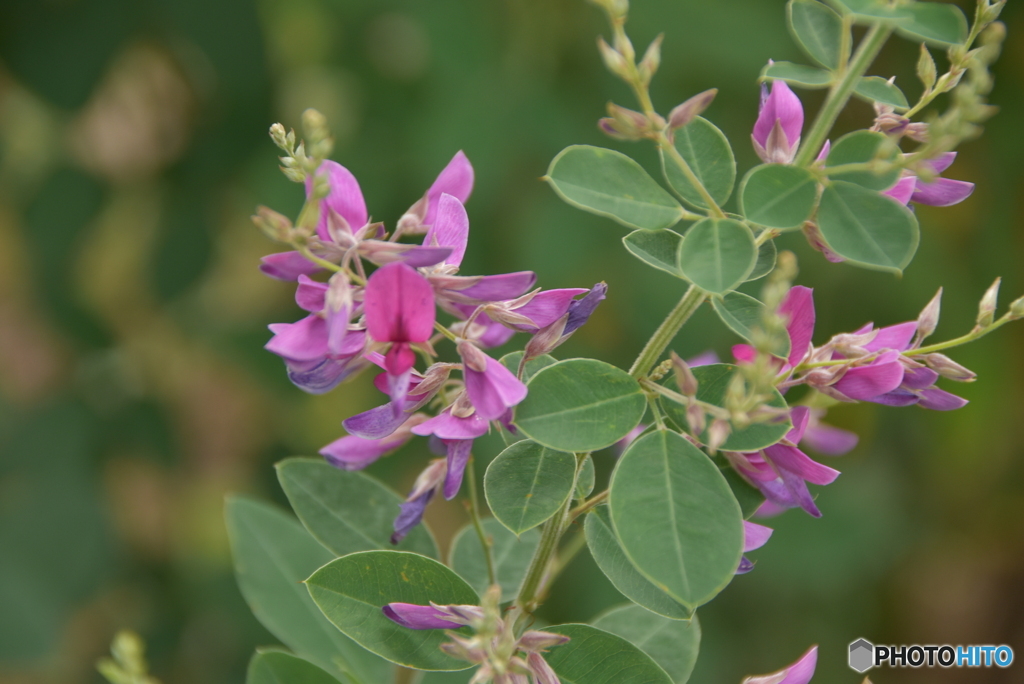 散歩で見っけ！