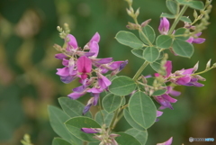 散歩で見っけ！