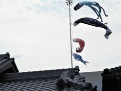 暴れ鯉幟 暴れ鯉幟