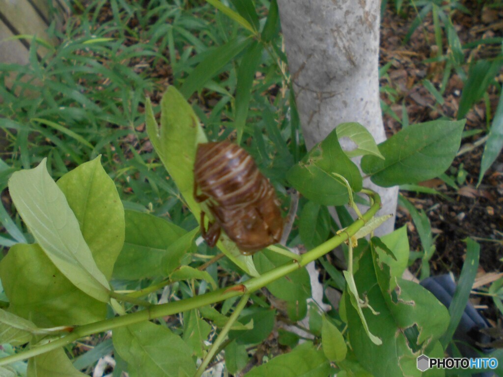 セミの抜け殻