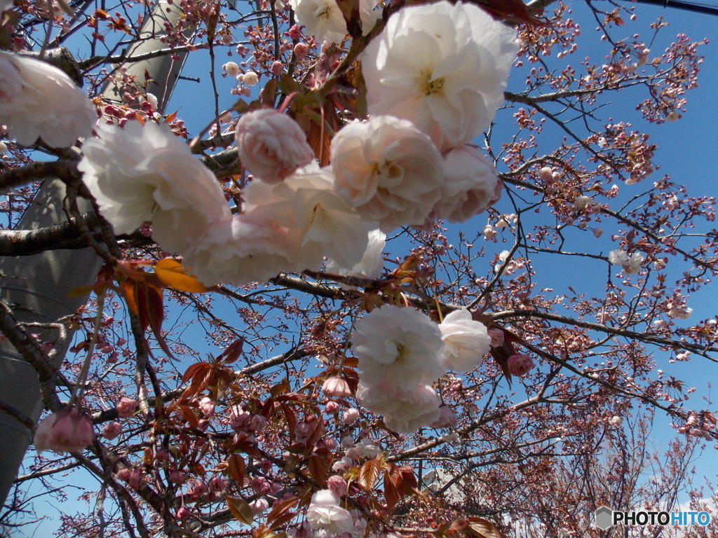 見納め、平成桜