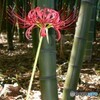 竹林に彼岸花