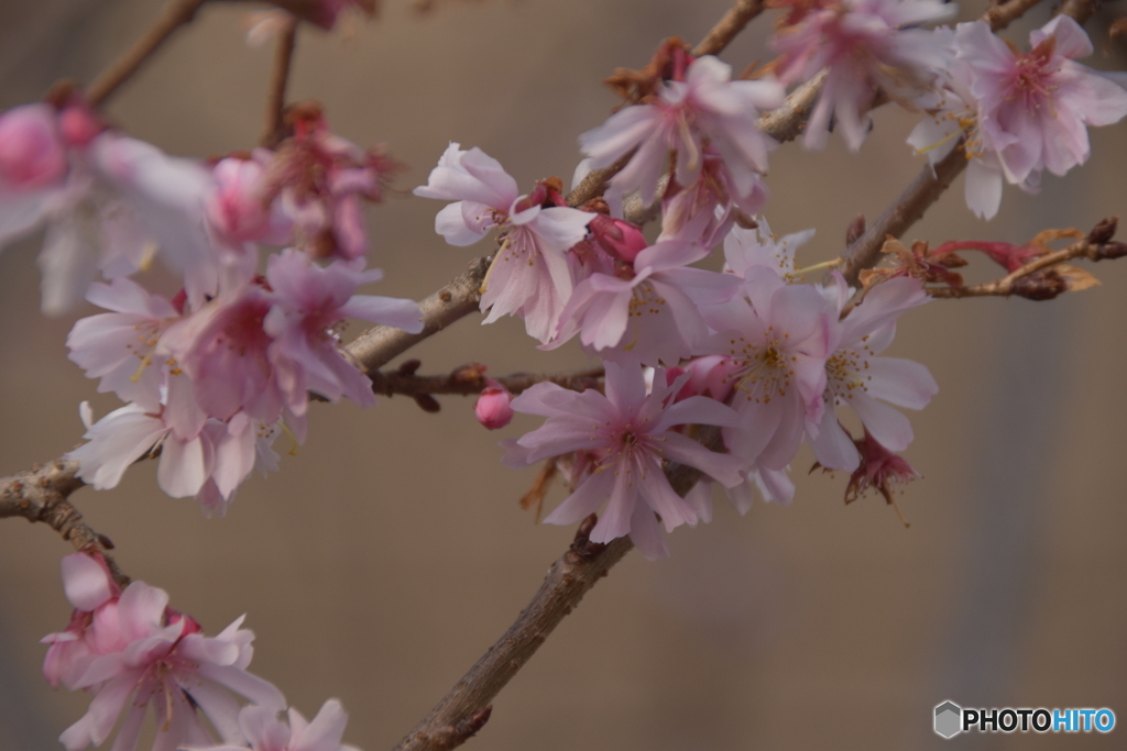 民家の桜