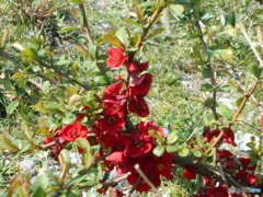 真っ赤に咲いた~♪