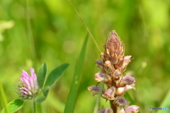 なんの花、蕾かな