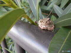 ガマのようなカエル