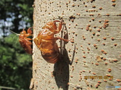セミの抜け殻２