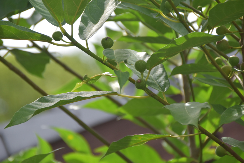 野無花果（のいちじく）