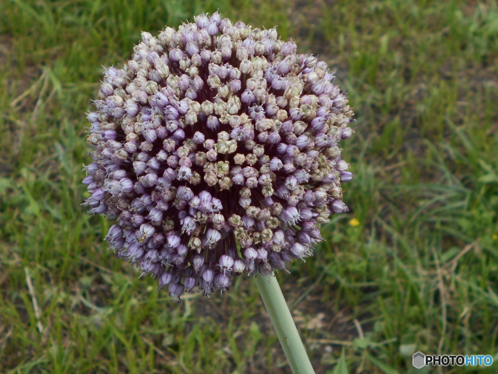 これも花かな？