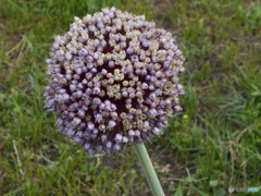 これも花かな？